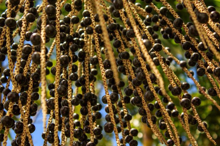 Cachos de açaí maduros pendurados no pé, com folhas verdes e céu ao fundo.